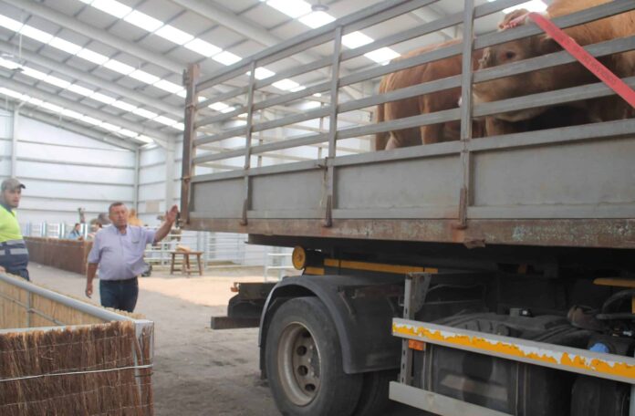 Recogida del ganado en FEAGA