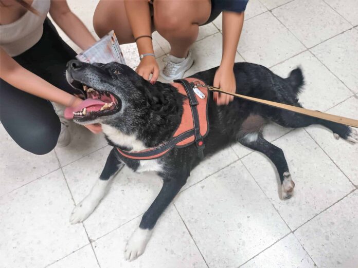 ‘Los colegas de Simba’ emocionan a los alumnos del IES San Diego de Alcalá en las charlas de concienciación sobre maltrato animal