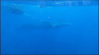 Rescate de Ballena por Cesar Espino 14/08/23