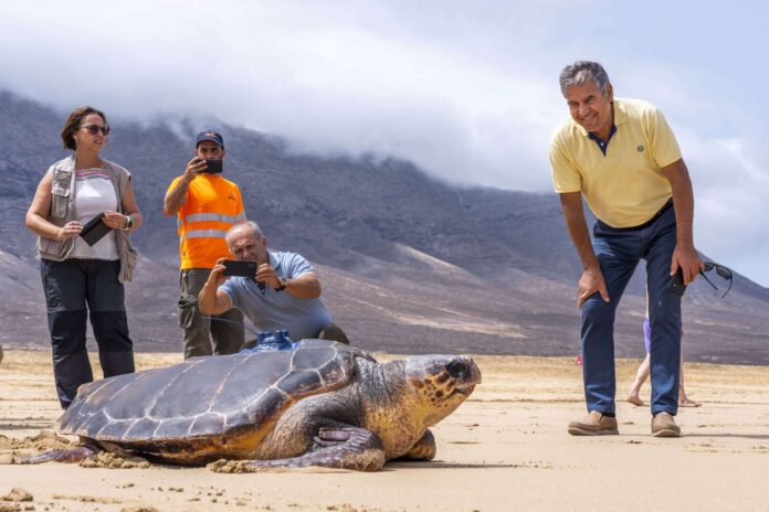 El Cabildo suelta una tortuga criada en cautividad con un transmisor que monitorea su adaptación al medio natural