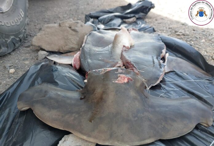 Agentes de Medio Ambiente denuncian a dos personas por la captura de un tiburón martillo