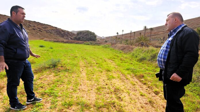 La campaña de Siembra da sus primeros brotes de trigo en más de 300 gavias del Municipio